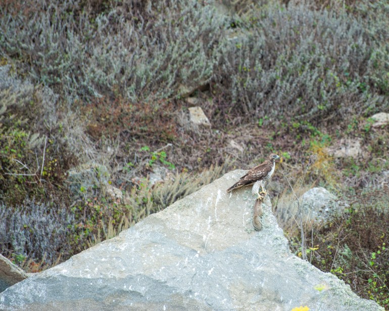 180912_Hawk with prey-1